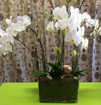 Orchid Planter