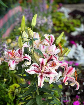 Lily plant - Hoffman Garden Center  July 15, 2023