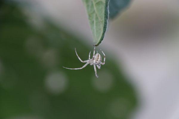 Orb weaver