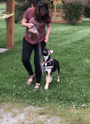 Basic Beginner Obedience, K9 Roxy