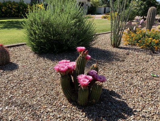 Cactus flowers in full bloom!  May 2021