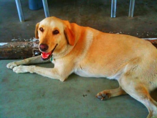 This is Blondie. She helps with the car repairs here and is such a sweet doggy.