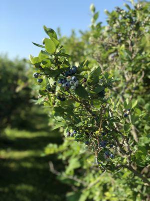 Bob's Blueberries