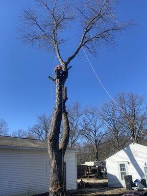 Tree removal