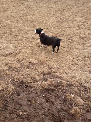 Fun in the mud with Cleo