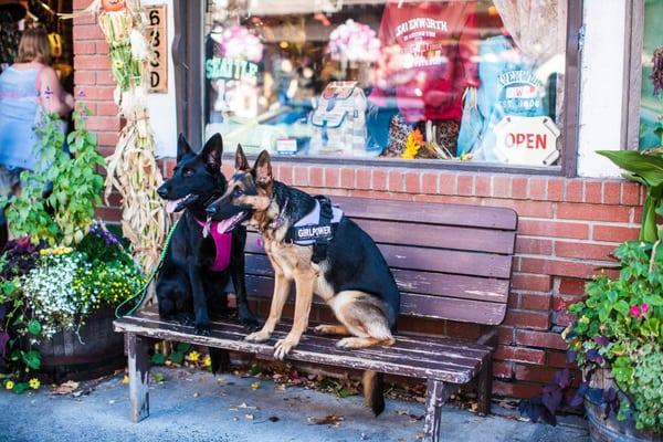 Bailey and Anya, both Got Sit dogs, sitting for patiently their pictures in Leavenworth