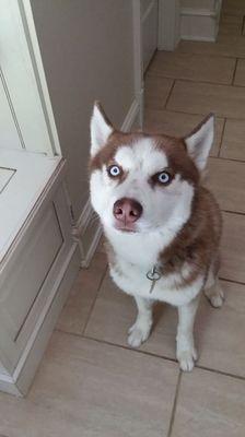 Thor waits patiently to get some exercise!