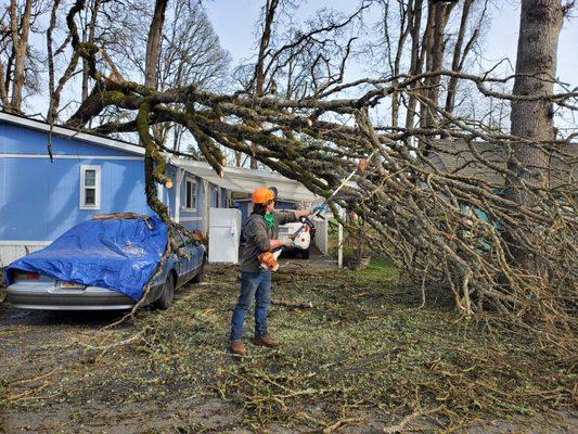 A Better Choice Tree Care