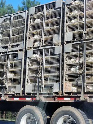 Animals in tight cages and all packed without space to move.