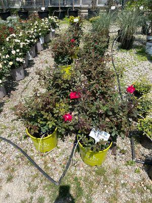 Creek Ridge Greenhouses