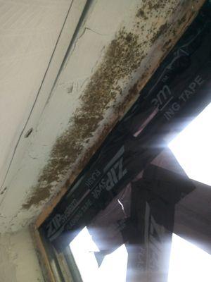 Mold in all rooms