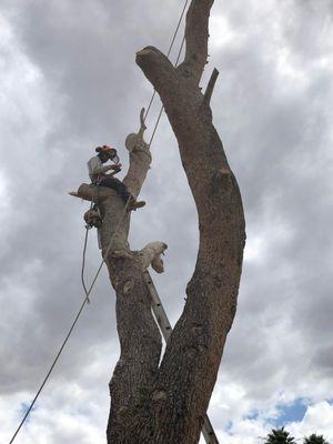 Safe Tree Removal & Trimming