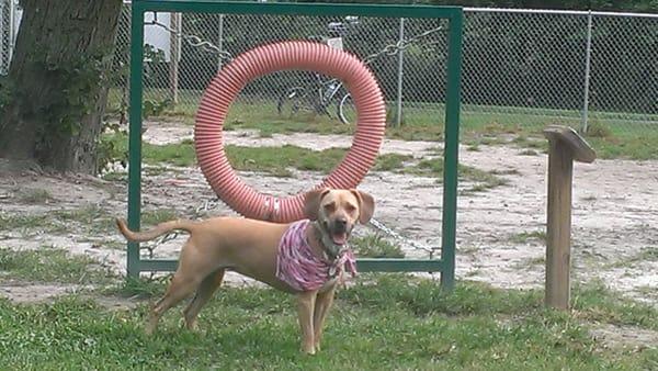 A few  pieces of agility equipment. Katie's favorite is the ramp.