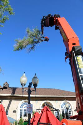 Tree removal at The Melting Pot in Littleton, CO