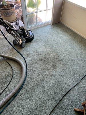 Carpet Cleaning