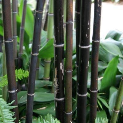 Bambusa Lako! Clumping black bamboo. WOW