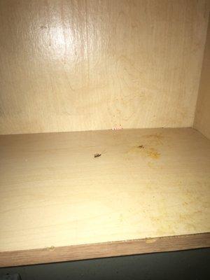 The roaches in the cabinet