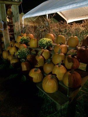 Lots of beautiful pumpkins