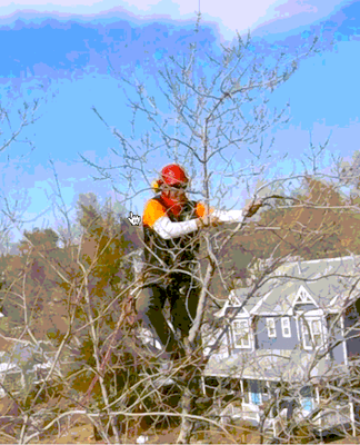 We focus more energy on pruning the tips than other tree services.  Resulting in a tree that can better withstand harsh colorado weather.