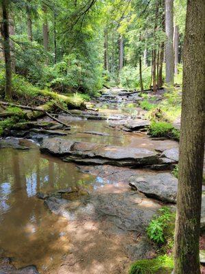 Old growth forest near Tolliver Falls