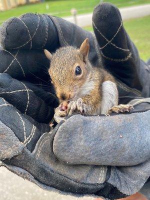 Rescued squirrel from attic