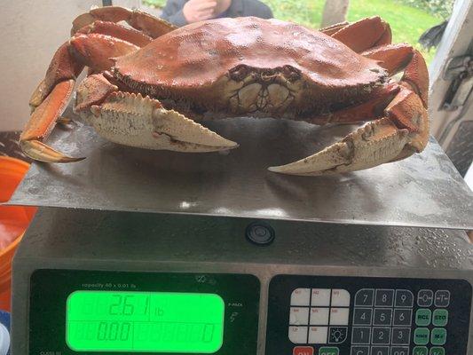 Whole Cooked Dungeness Crab