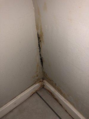 Black mold spreading due to their neglect