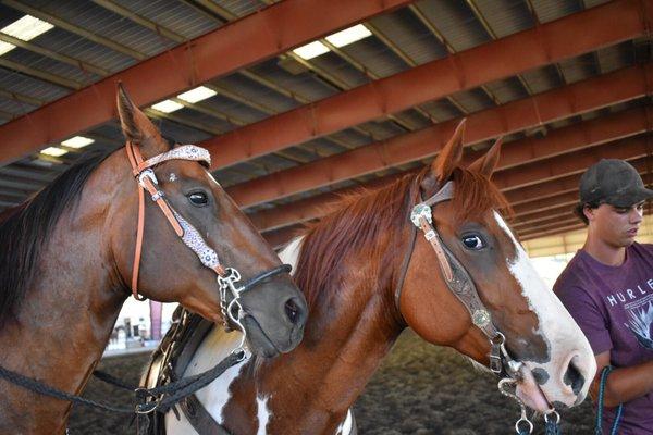 Great horses with personalities to go with it