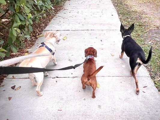 Our pet clients having fun of the leash park