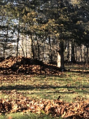 Pile of leaves brought to my house?! Instead of putting them in rush away from house