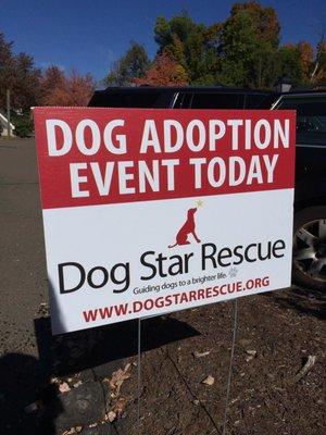 Dogtoberfest, with dogs to adopt from Dog Star Rescue.