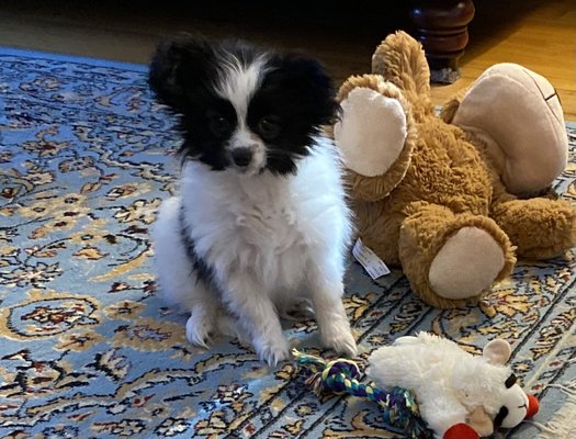 Our new puppy, "Champ" with his favorite toys.