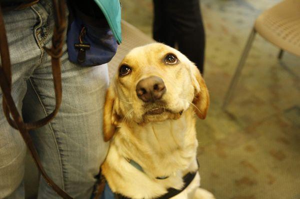 loving look from a service dog to their handler