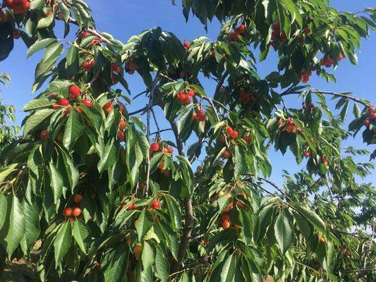 Eshleman Fruit Farm