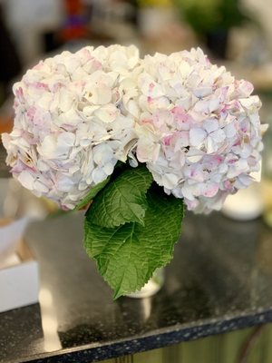 White/light pink Hydrangeas