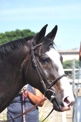 Pickles, one of the lesson horses.