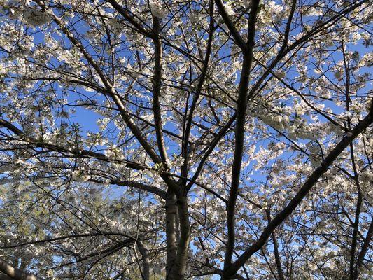 Our walk was several days after the peak of cherry blossom bloom, but we were still able to enjoy it :)