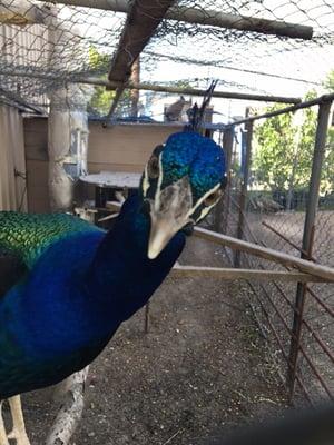 Our friendly Peacock