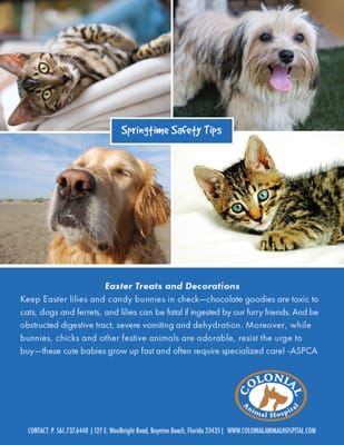 Springtime Safety Tips from Colonial Animal Hospital in Boynton Beach, FL