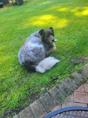 Charlie Bear after his grooming!