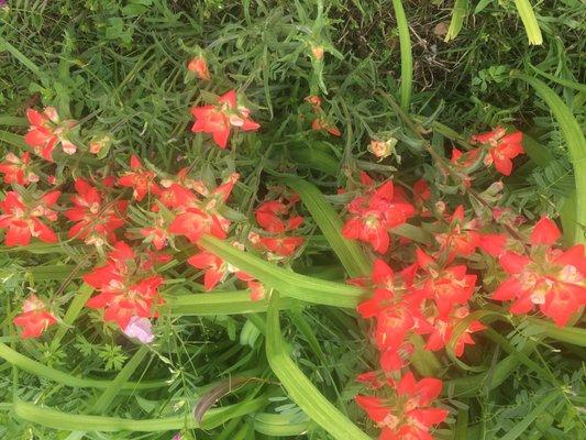 Wild flowers on highway 377 in the spring time.