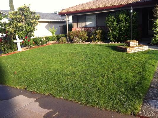 My lawn 30 days after Noah aerated/seeded/fertilized.