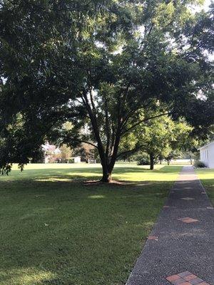 The shade these trees give is perfect for relaxing w a picnic