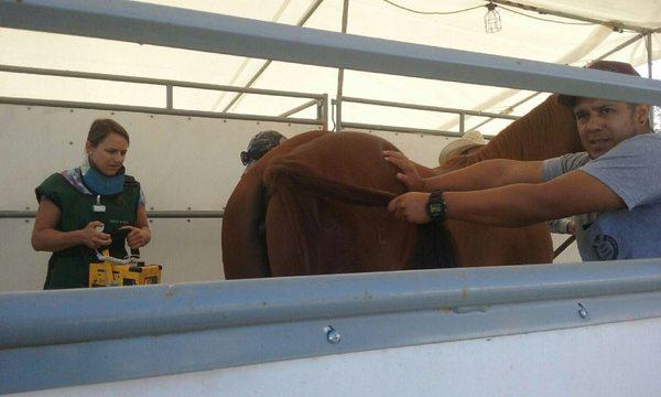 Working at the Los Alamitos sale 2016