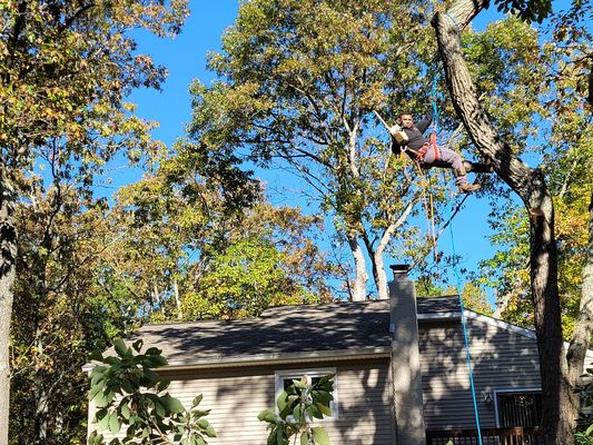 Tree had to be climbed. Photo of our climber with years of experience.