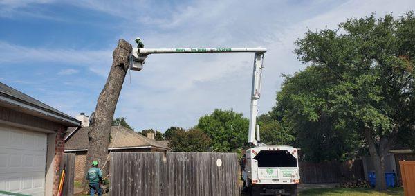 Mario's Tree Service