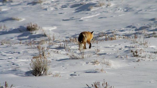 We spotted a fox on our safari.