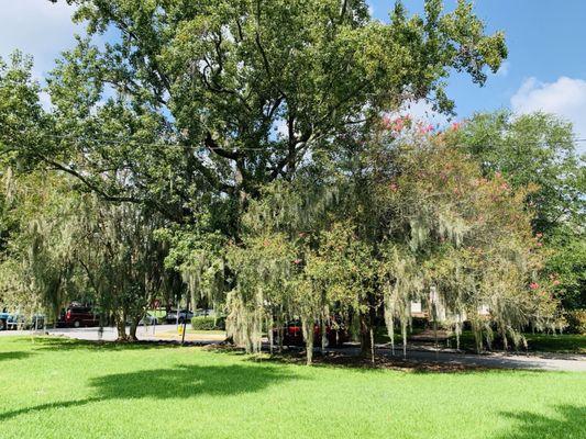 More beautiful oak trees with that dreamy Spanish Moss.