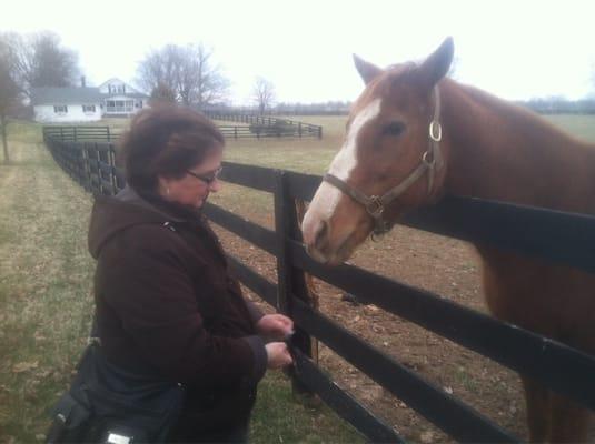 Friendly horses who like peppermint candies