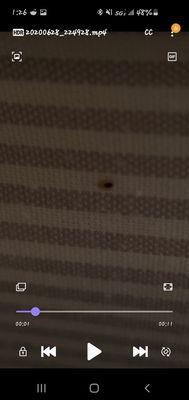 Dead bed bug. I would have a photo of the shell but the GM grabbed it telling me i didnt know what i was talking about